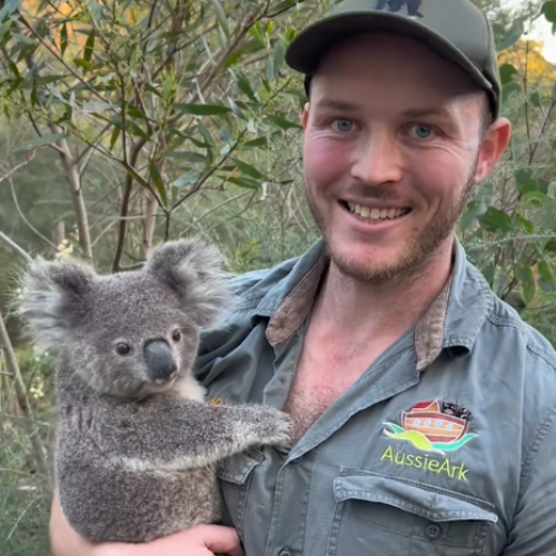 Koala Slot 1